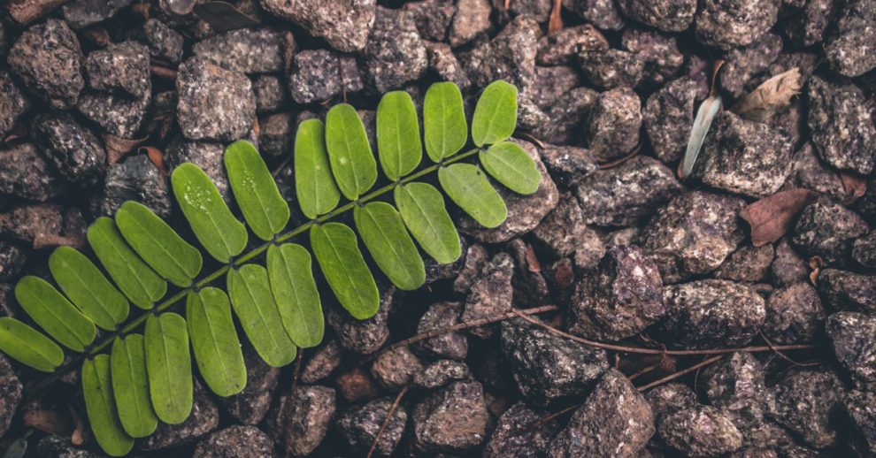 Green leaf lying on gravel